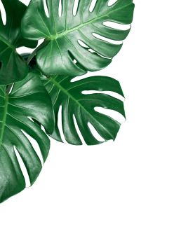 shape-img