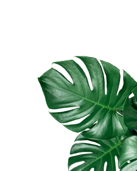shape-img