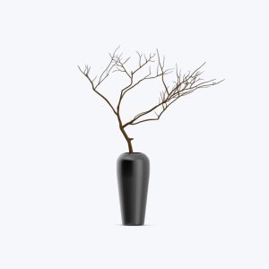Japanese black pine