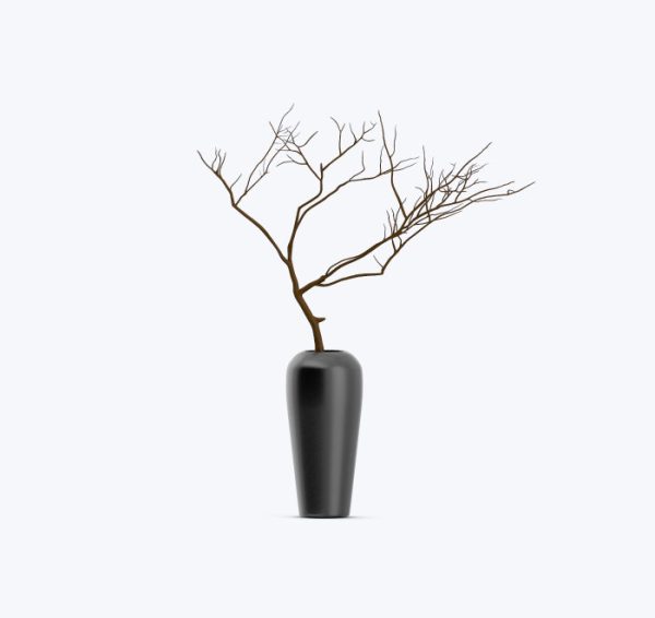 Japanese black pine