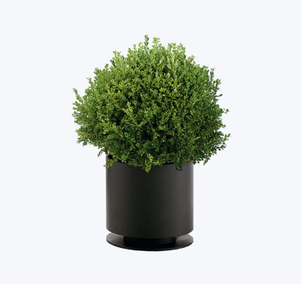 Fichira Aquatica - Image 2