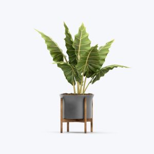 Ficus Religiosa