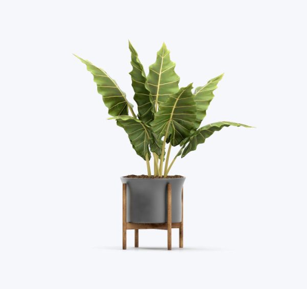 Ficus Religiosa