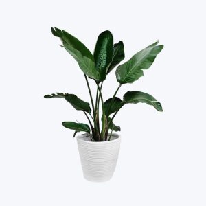 Punica granatum