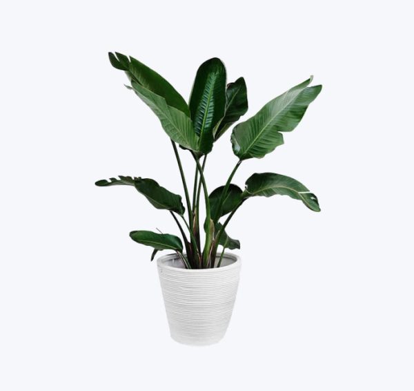 Punica granatum