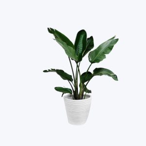 Fichira Aquatica