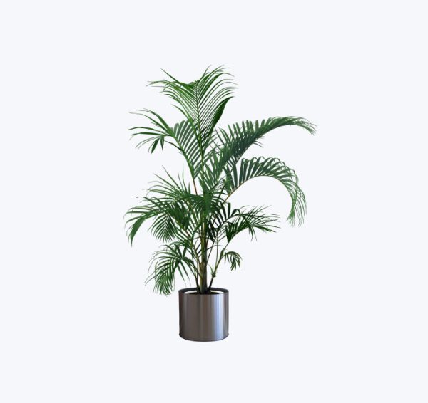 Fichira Aquatica - Image 3